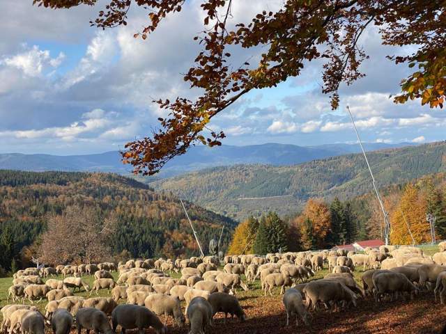 <span><span>Mont Champ du Feu 4-Sterne-Hotel Restaurant Spa in Belmont Alsace Vosges</span></span>